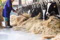 Cows in large cowshed eating hay with farmer and hay bales