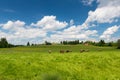 Cows on large meadow with green grass