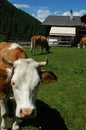 Cows on the lawn