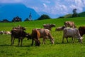 Cows on lawn. Cow grazing on green meadow. Holstein cow. Eco farming. Cows in a mountain field. Cows on a summer pasture Royalty Free Stock Photo