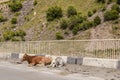 Cows lay on a bridge on the Military Highway in the country of Georgia because the breeze keeps flies off of them Royalty Free Stock Photo