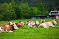 Cows laying down on the meadow Royalty Free Stock Photo