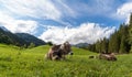 cows laying in a field of grass in the mountains