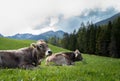 Cows laying in the grass in the dolomites