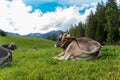 Cows laying in the grass in the dolomites