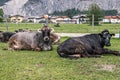 Cows laying in the green field Royalty Free Stock Photo