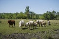 The cows are led by the shepherd from the pasture. Cattle breeding, free range.