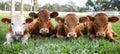 Cows leisurely resting under the comforting shade of majestic oak trees on a peaceful day Royalty Free Stock Photo