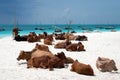 Cows lie on a beach on the shores of the Indian Ocean in northern Zanzibar, Royalty Free Stock Photo