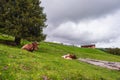 Cows lie in the grass Royalty Free Stock Photo