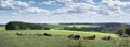 Cows lie in meadow with countryside landscape of german eifel in the background Royalty Free Stock Photo