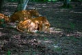 cows lie resting in the forest under the trees Royalty Free Stock Photo