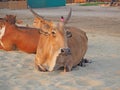 Cows lie on a sandy beach in the Indian state of Goa. Royalty Free Stock Photo