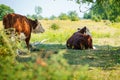 Cows lie in the shade in the floodplains of the riveir de IJssel Royalty Free Stock Photo