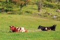 Cows lies in the meadow Royalty Free Stock Photo