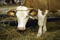 Cows at livestock exhibition