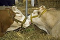 Cows at livestock exhibition