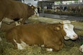 Cows at livestock exhibition