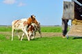 Cows on livestock transport