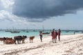 Cows and locals of zanzibar next to ocean Royalty Free Stock Photo