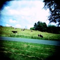 Cows (lomo) Royalty Free Stock Photo