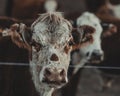 Cows looking at the camera Royalty Free Stock Photo