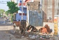 Cows looking for food on the streets of Jodhpur, India