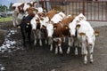 Cows Royalty Free Stock Photo