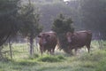 Cows in a lush pasture in the morning