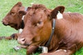 Cows lying down in meadow Royalty Free Stock Photo