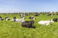 Cows lying in field, group grazing in the pasture, peaceful and sunny in Dutch landscape of flat land with a blue sky Royalty Free Stock Photo