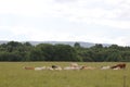 Cows lying in grass Royalty Free Stock Photo