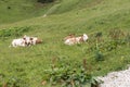 Cows are lying in the meadow in the bavarian alps Royalty Free Stock Photo