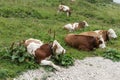 Cows are lying in the meadow in the bavarian alps Royalty Free Stock Photo