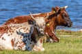 Cows lying in the meadow at the lake and ruminate Royalty Free Stock Photo