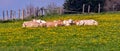 Cows lying in a meadow Royalty Free Stock Photo