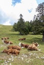 Cows lying on mountains pasture Royalty Free Stock Photo