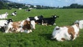 Cows lying on pasture and ruminating