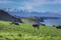 Cows on a madow in Spain Royalty Free Stock Photo