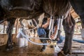 A cows with a man is milking in a dairy farm Royalty Free Stock Photo