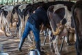 Cows with a man is milking in a dairy farm Royalty Free Stock Photo