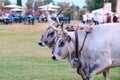 Cows from Maremma, Italy. The animals wear a yoke to tow a cart