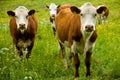Cows on meadow Royalty Free Stock Photo