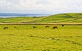 Cows in Meadow Royalty Free Stock Photo