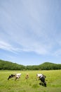 Cows.meadow