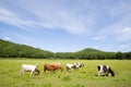 Cows.meadow Royalty Free Stock Photo