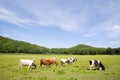 Cows.meadow