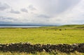 Cows in Meadow Royalty Free Stock Photo