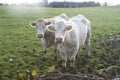 Cows in meadow