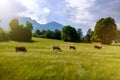 Cows in the meadow against the background of the mountains. Toning Royalty Free Stock Photo